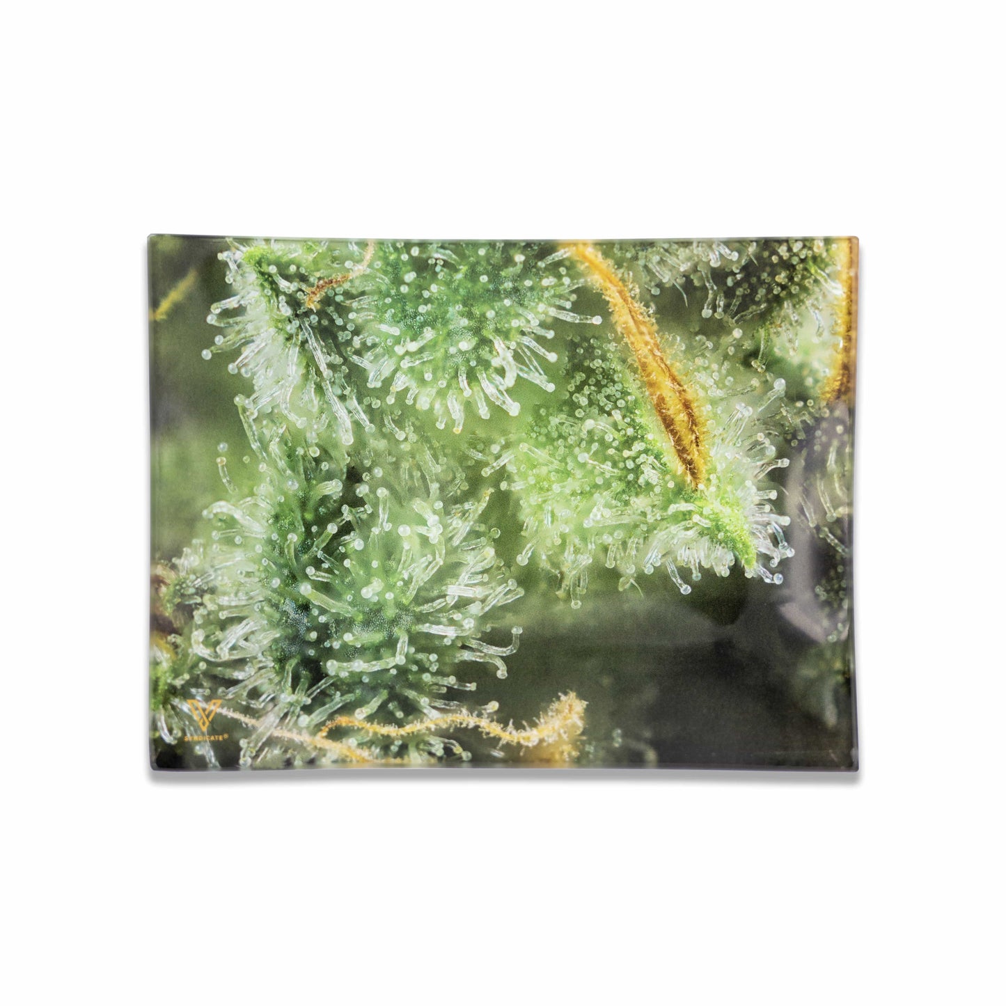 Tricomb Jungle Glass Tray - East Loud